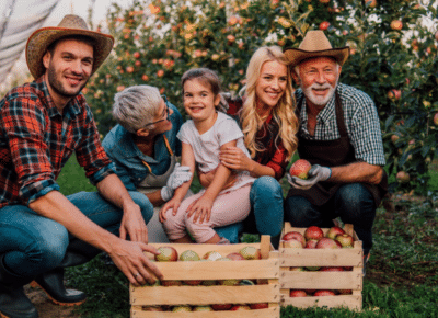 Family Business owners collecting apples on their orchard.